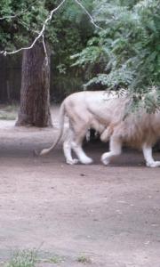 ZOO 1