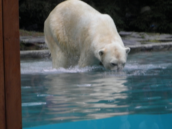 ZOO 13