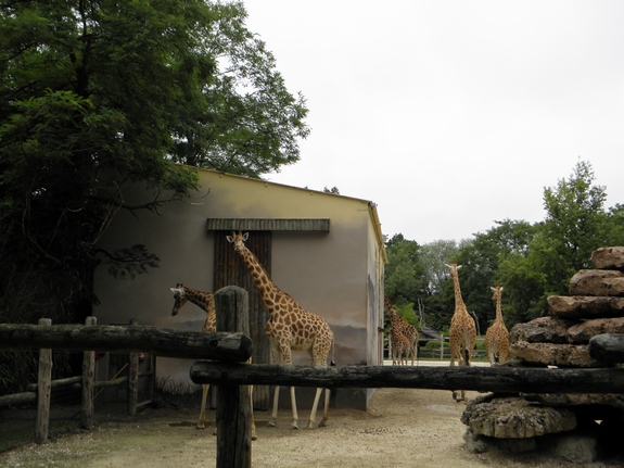 ZOO 2